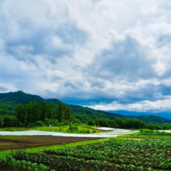 摘みたて新鮮なこだわりの「信州ブルーベリー」をお届けします 4枚目の画像