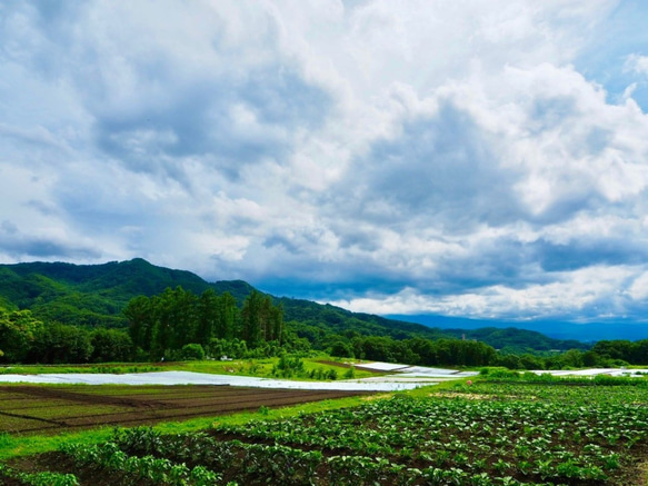 摘みたて新鮮なこだわりの「信州ブルーベリー」をお届けします 4枚目の画像