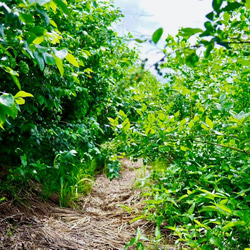 摘みたて新鮮なこだわりの「信州ブルーベリー」をお届けします 5枚目の画像