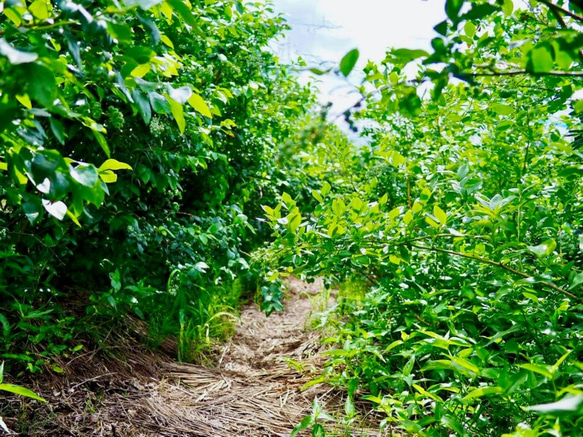 摘みたて新鮮なこだわりの「信州ブルーベリー」をお届けします 5枚目の画像