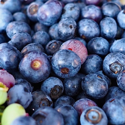 摘みたて新鮮なこだわりの「信州ブルーベリー」をお届けします 6枚目の画像