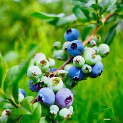 摘みたて新鮮なこだわりの「信州ブルーベリー」をお届けします 7枚目の画像