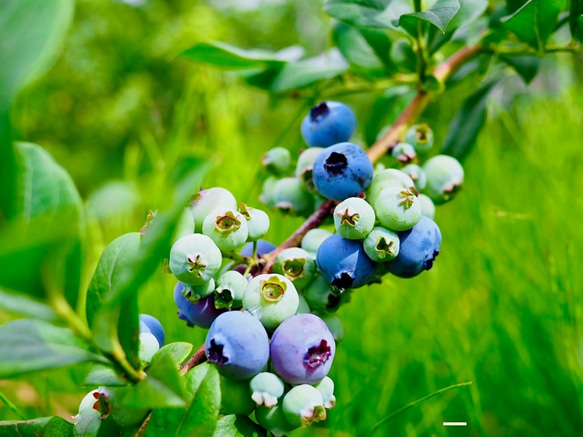 摘みたて新鮮なこだわりの「信州ブルーベリー」をお届けします 7枚目の画像