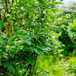 摘みたて新鮮なこだわりの「信州ブルーベリー」をお届けします 8枚目の画像