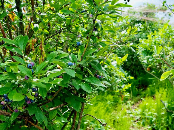 摘みたて新鮮なこだわりの「信州ブルーベリー」をお届けします 8枚目の画像