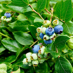 摘みたて新鮮なこだわりの「信州ブルーベリー」をお届けします 9枚目の画像