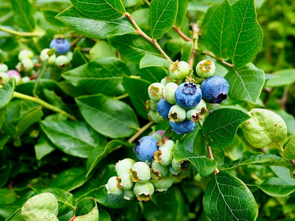 摘みたて新鮮なこだわりの「信州ブルーベリー」をお届けします 9枚目の画像