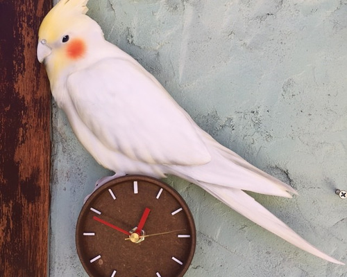 インコちゃん時計(3D リアル 立体) 木製オーダーペット時計 掛け時計