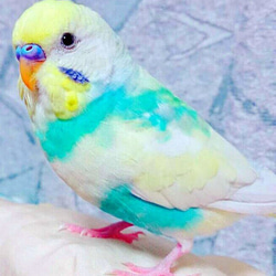 インコちゃんワンちゃん・ネコちゃん(3D リアル 立体) 木製オーダーペット キーホルダー 2枚目の画像