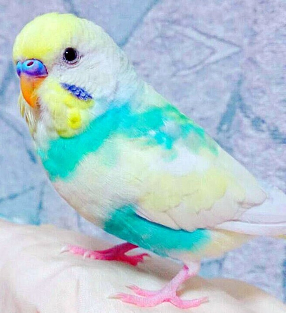 インコちゃんワンちゃん・ネコちゃん(3D リアル 立体) 木製オーダーペット キーホルダー 2枚目の画像