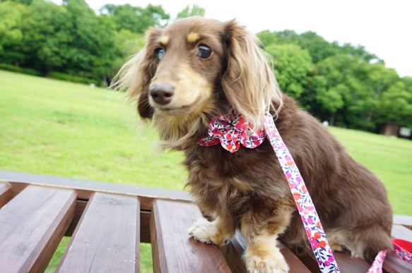 リバティ Wiltshire＊犬用首輪（１０mm幅／１５mm幅／２０mm幅）　オーダーメイド　子犬　小型犬　中型犬　花柄 7枚目の画像