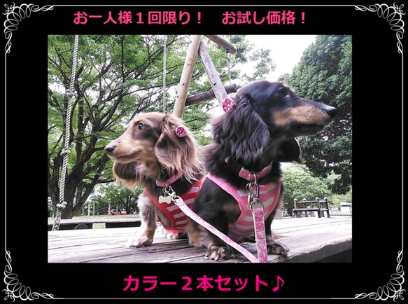 お試し犬用首輪２個セット♪お好みの柄でオーダーメイドで作成！　１０／１５／２０mm幅　子犬　小型犬　中型犬 1枚目の画像