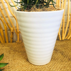 ローズマリー 白陶器鉢植 アロマ 観葉植物 グリーンインテリア 【送料無料】 2枚目の画像