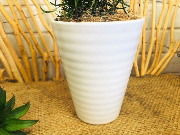 ローズマリー 白陶器鉢植 アロマ 観葉植物 グリーンインテリア 【送料無料】 2枚目の画像