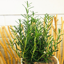 ローズマリー 白陶器鉢植 アロマ 観葉植物 グリーンインテリア 【送料無料】 3枚目の画像