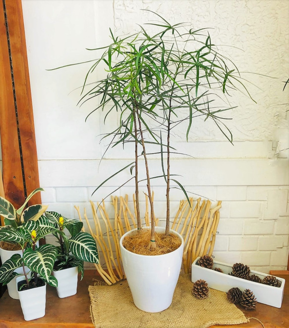 ボトルツリー寄せ植え♪夏 トロピカル 観葉植物 ビーチ サマー