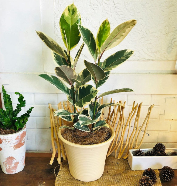 おしゃれインテリアに！斑入りフィカス・ティネケ１【存在感のある一鉢】 おしゃれインテリアに！斑入りフィカス・ティネケ1【存在感のある一鉢