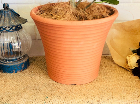 ウンベラータ ゴムの木 観葉植物 鉢の色選べます！置きやすいサイズ♪ グリーンインテリア【送料無料】 4枚目の画像