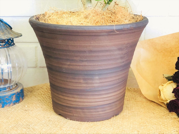 ウンベラータ ゴムの木 観葉植物 鉢の色選べます！置きやすいサイズ♪ グリーンインテリア【送料無料】 5枚目の画像