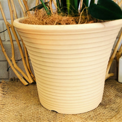 ウンベラータ ゴムの木 観葉植物 鉢の色選べます！置きやすいサイズ♪ グリーンインテリア【送料無料】 6枚目の画像