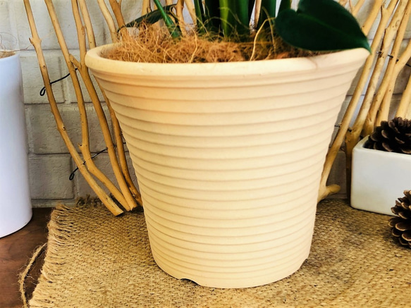ウンベラータ ゴムの木 観葉植物 鉢の色選べます！置きやすいサイズ♪ グリーンインテリア【送料無料】 6枚目の画像