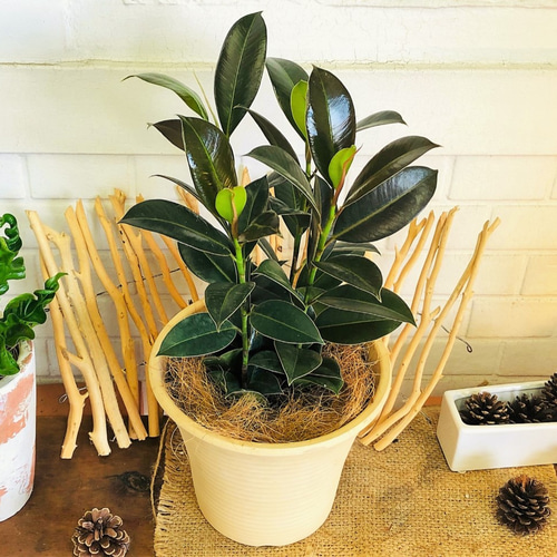 ゴムの木 フィカス・メラニー 鉢の色が選べる！観葉植物 グリーン