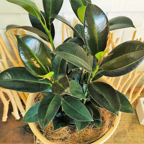 ゴムの木 フィカス・メラニー 鉢の色が選べる！観葉植物 グリーン