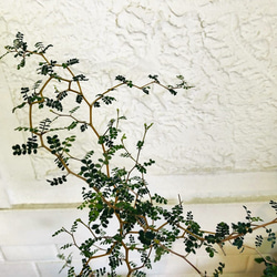 ソフォラプロストラータ ドンゴロス 観葉植物 グリーンインテリア 新築祝い リビング【送料無料】 3枚目の画像