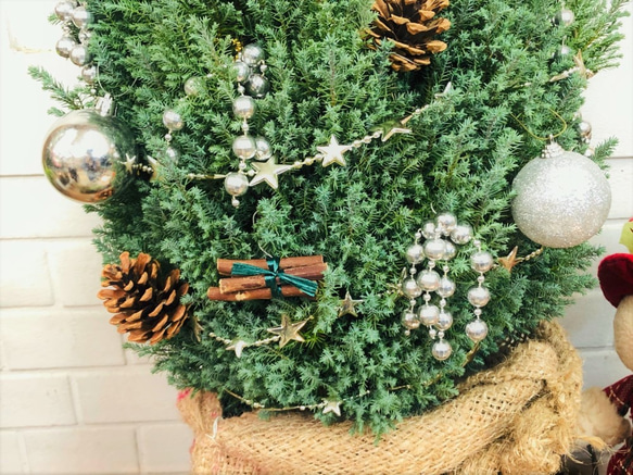 クリスマスツリー♪装飾付き♪エルウッディ コニファー シルバースター クリスマス 植木 サンタ【送料無料】 3枚目の画像