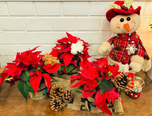 ミニポインセチア3個セット♪今ならコットンなど飾り付き！＋鉢