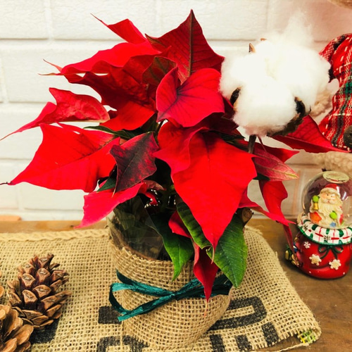 ミニポインセチア3個セット♪今ならコットンなど飾り付き！＋鉢カバー