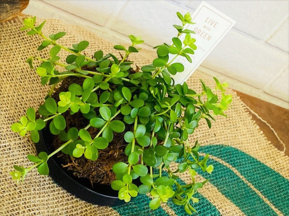 ミニ苔玉お皿つき♪ペペロミア イザベラ コケ玉 観葉植物 涼感 癒し 梅雨対策 夏ギフト 暑中お見舞い 2枚目の画像