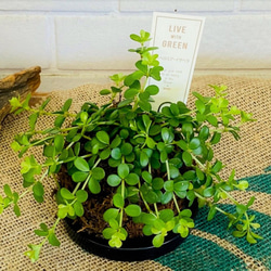 ミニ苔玉お皿つき♪ペペロミア イザベラ コケ玉 観葉植物 涼感 癒し 梅雨対策 夏ギフト 暑中お見舞い 3枚目の画像