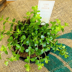 ミニ苔玉お皿つき♪ペペロミア イザベラ コケ玉 観葉植物 涼感 癒し 梅雨対策 夏ギフト 暑中お見舞い 4枚目の画像