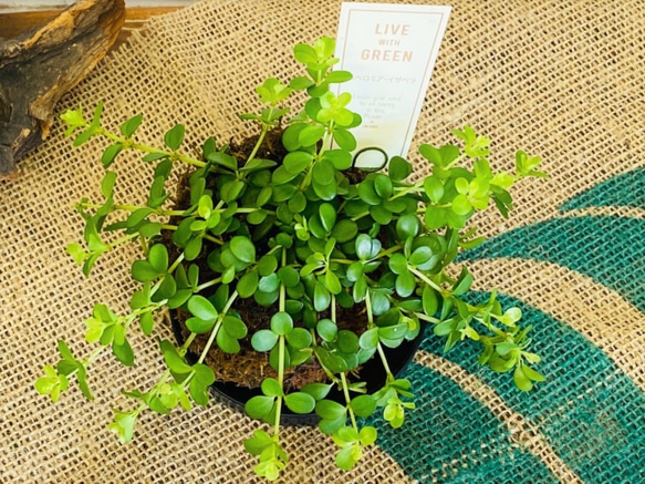 ミニ苔玉お皿つき♪ペペロミア イザベラ コケ玉 観葉植物 涼感 癒し 梅雨対策 夏ギフト 暑中お見舞い 4枚目の画像