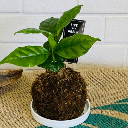 シダ苔玉 苔 観葉植物 苔玉 グリーンインテリア 癒し （楽天市場