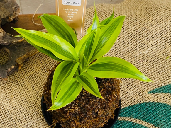 ミニ苔玉お皿つき♪ ドラセナ コケ玉 観葉植物 涼感 癒し 梅雨対策 夏ギフト 暑中お見舞い 3枚目の画像