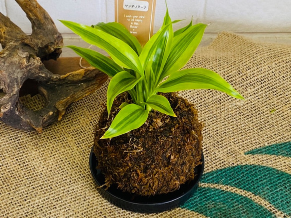 ミニ苔玉お皿つき♪ ドラセナ コケ玉 観葉植物 涼感 癒し 梅雨対策 夏ギフト 暑中お見舞い 4枚目の画像