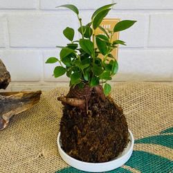 ミニ苔玉お皿つき♪ガジュマル コケ玉 観葉植物 涼感 癒し 梅雨対策 夏ギフト 暑中お見舞い 1枚目の画像