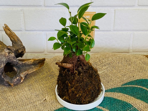 ミニ苔玉お皿つき♪ガジュマル コケ玉 観葉植物 涼感 癒し 梅雨対策 夏ギフト 暑中お見舞い 1枚目の画像