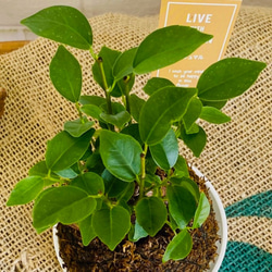 ミニ苔玉お皿つき♪ガジュマル コケ玉 観葉植物 涼感 癒し 梅雨対策 夏ギフト 暑中お見舞い 2枚目の画像