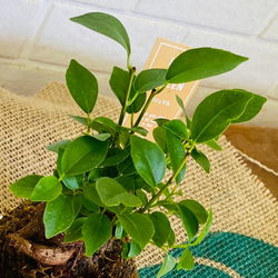 ミニ苔玉お皿つき♪ガジュマル コケ玉 観葉植物 涼感 癒し 梅雨対策 夏ギフト 暑中お見舞い 3枚目の画像