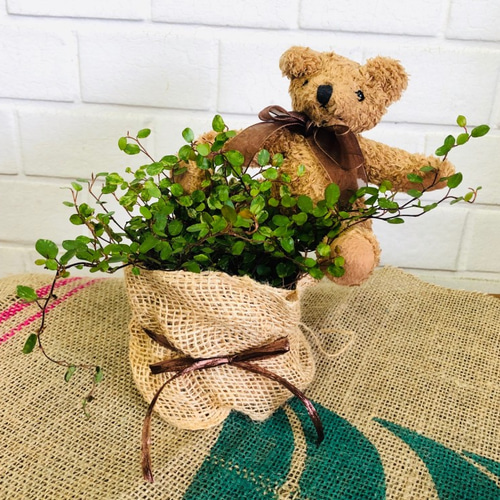 fluffyteddy＊ハンドメイドテディベア【No.17】