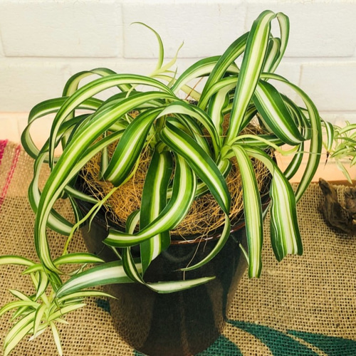 【bonheur】リボンいっぱいなグリーンクォーツのツリー形オルゴ☆他１点 オリヅルラン グリーン プレゼント❣️