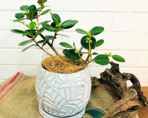 パンダガジュマル♪【送料無料！】花柄白鉢 観葉植物 癒し