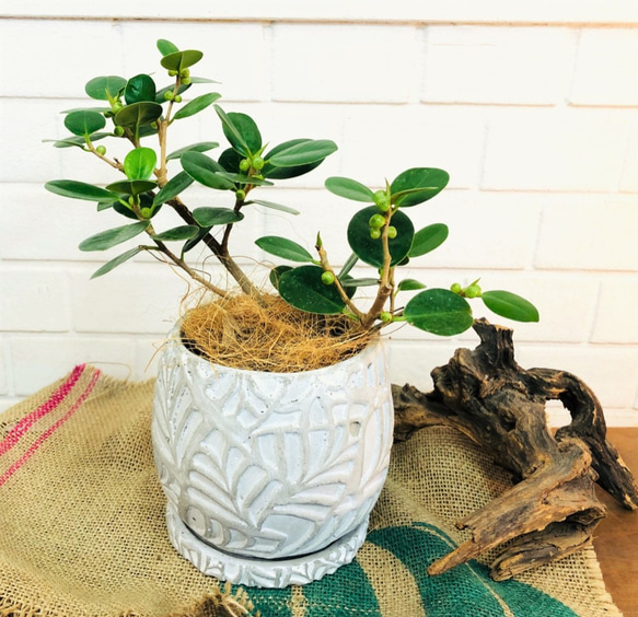 パンダガジュマル♪【送料無料！】花柄白鉢 観葉植物 癒し グリーン