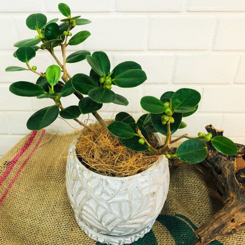 現品　ガジュマル　パンダガジュマル　52番　希少　インテリアグリーン　観葉植物 現品 ガジュマル パンダガジュマル 52番 希少 インテリア