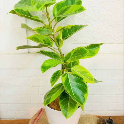 現品　フィカス　ゴムの木　アルテシマ　曲がり　34　インテリアグリーン　観葉植物 観葉植物 フィカス曲がり アルテシマ 5号 | 新鮮お花問屋 Jp