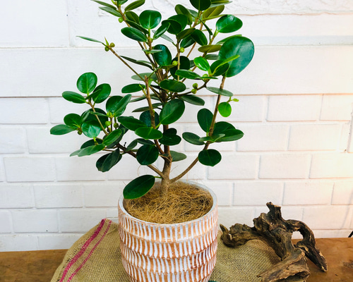 パンダガジュマル♪【送料無料！】観葉植物 グリーンインテリア 癒し