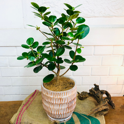 パンダガジュマル♪【送料無料！】観葉植物 グリーンインテリア 癒し